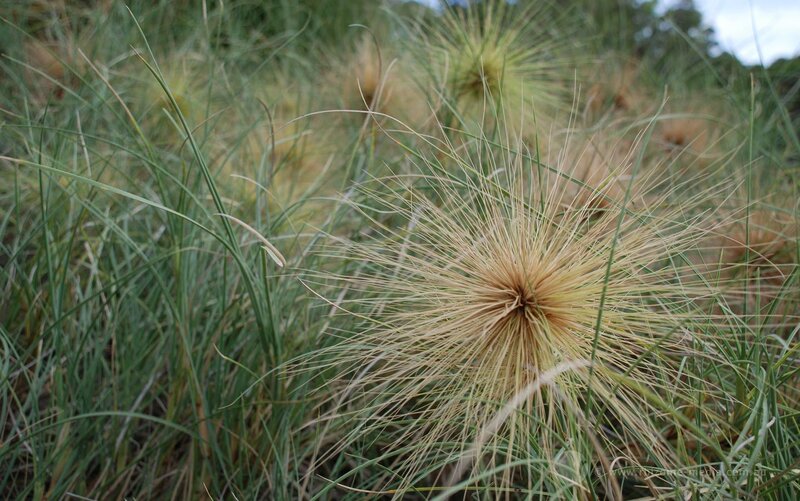 spiky grass seed head