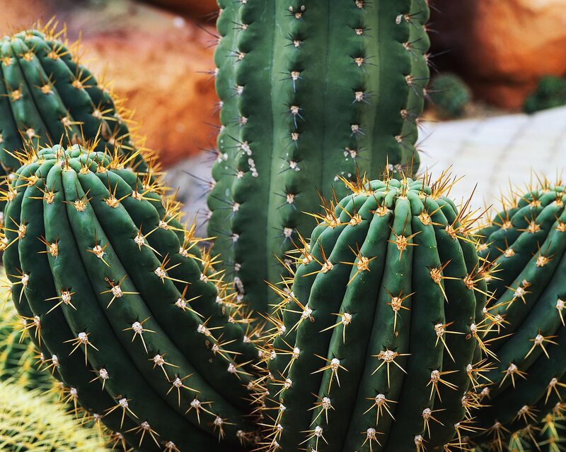 Spiky green cacti in a garden
