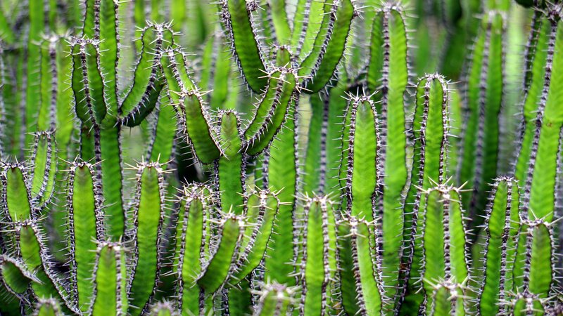 Spiky green cactus plants