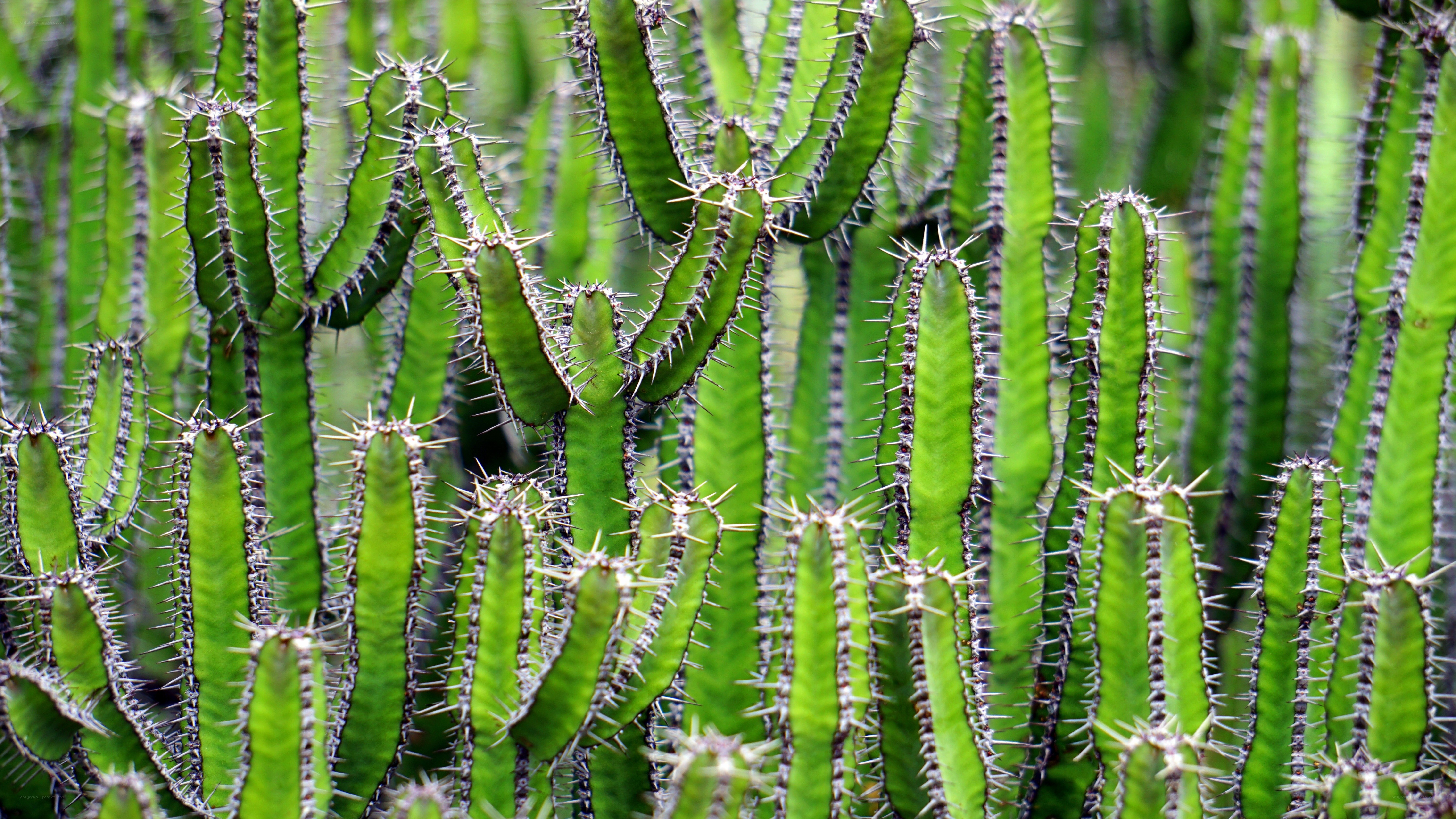 Spiky green cactus plants