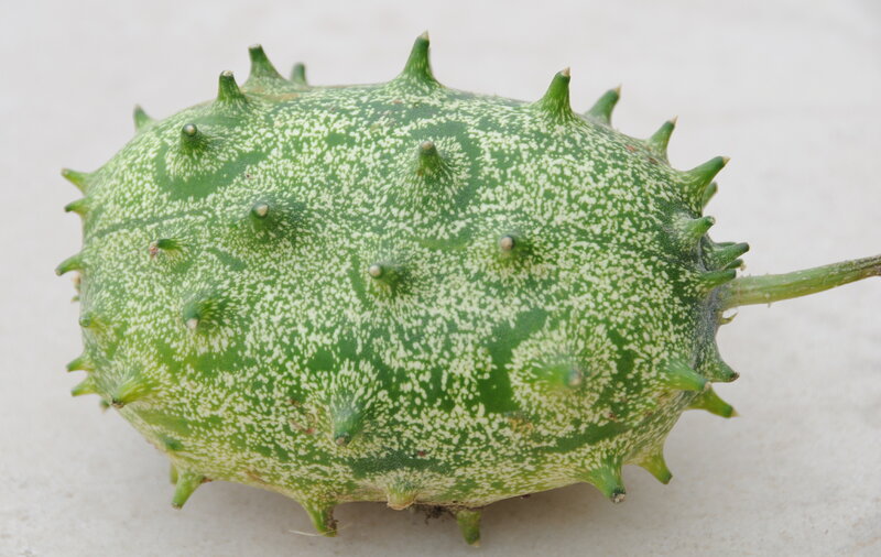 spiky green cucumber