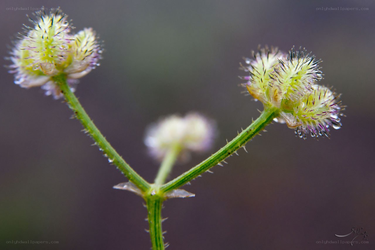 spiky green flower buds