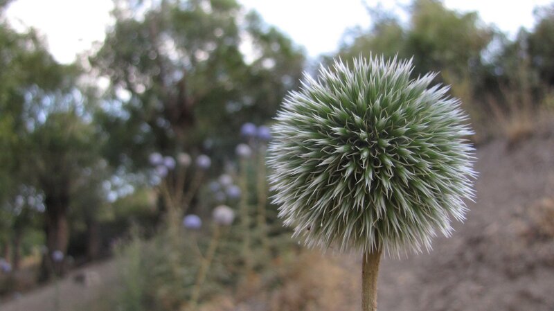 spiky green globe flower
