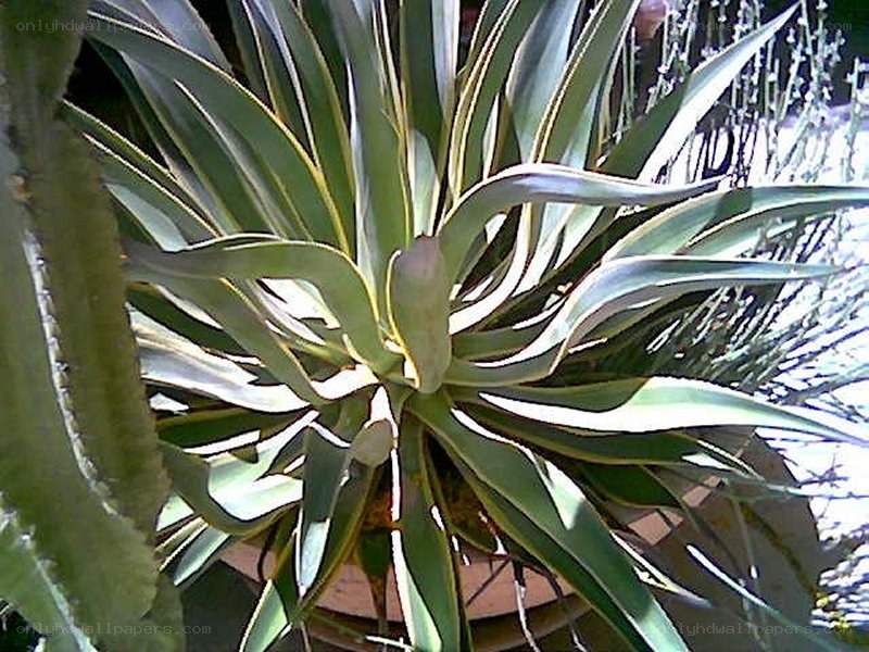 spiky green plant in pot