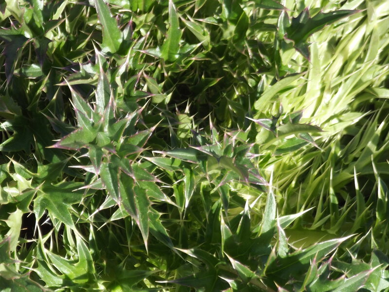 Spiky Green Plant — Natural, Afternoon