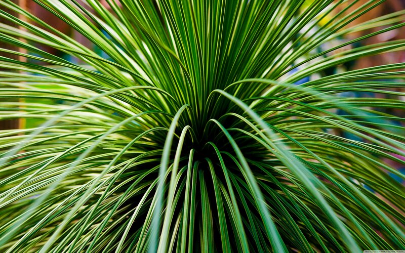 Spiky Green Plant — Natural