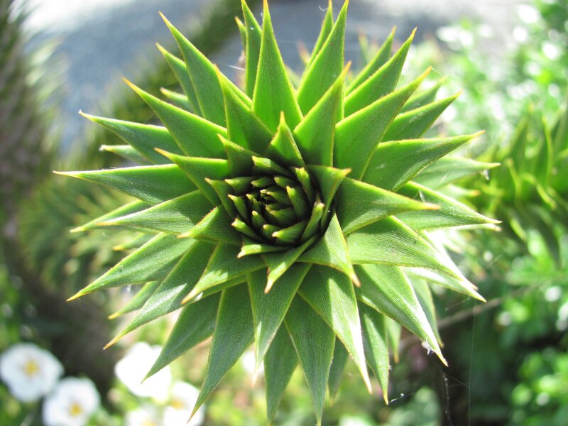 spiky green plant rosette