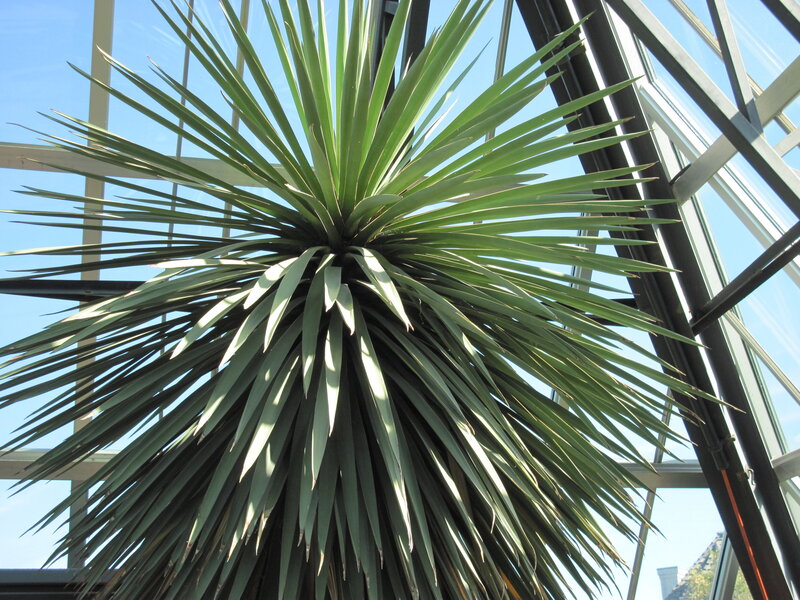 Spiky Green Plant — Serene