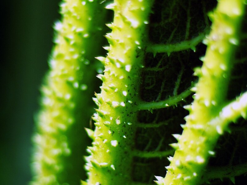 Spiky Green Plant Stem — Natural