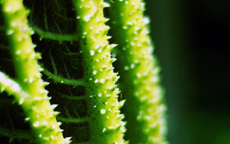 Spiky Green Plant Stem