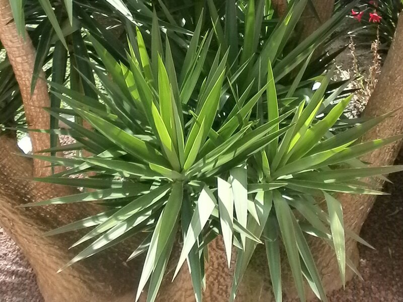 Spiky Green Plant