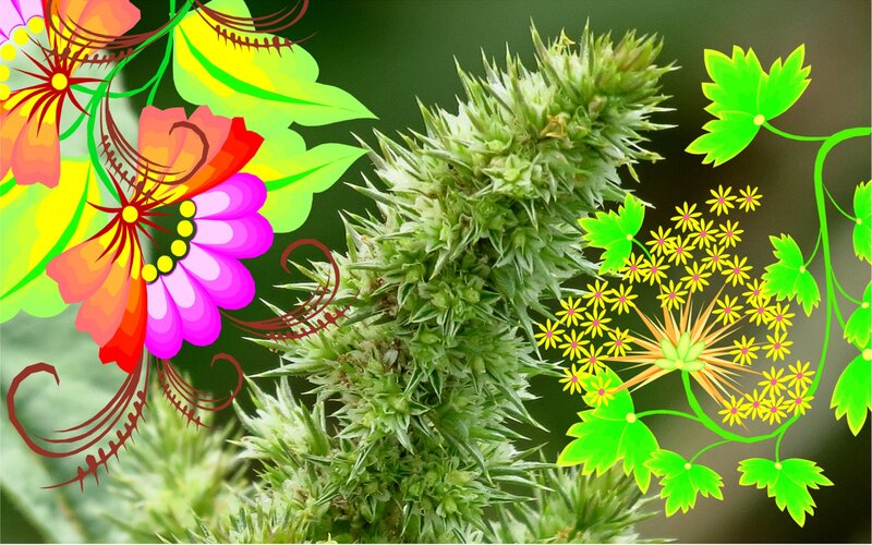 Spiky Green Plant — Vibrant