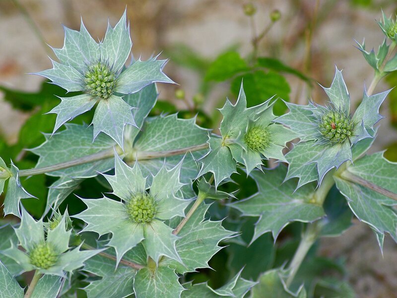 spiky green sea holly flowers