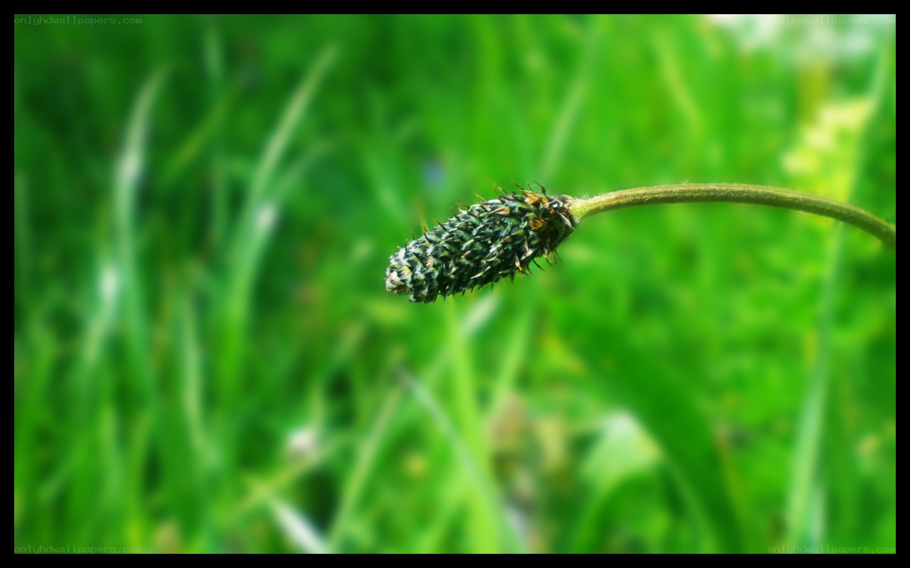 spiky green seed pod