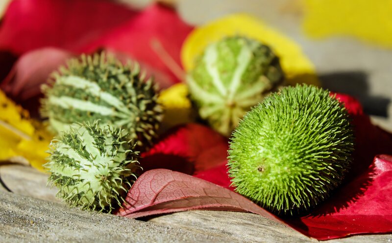 Spiky green seed pods on autumn leaves
