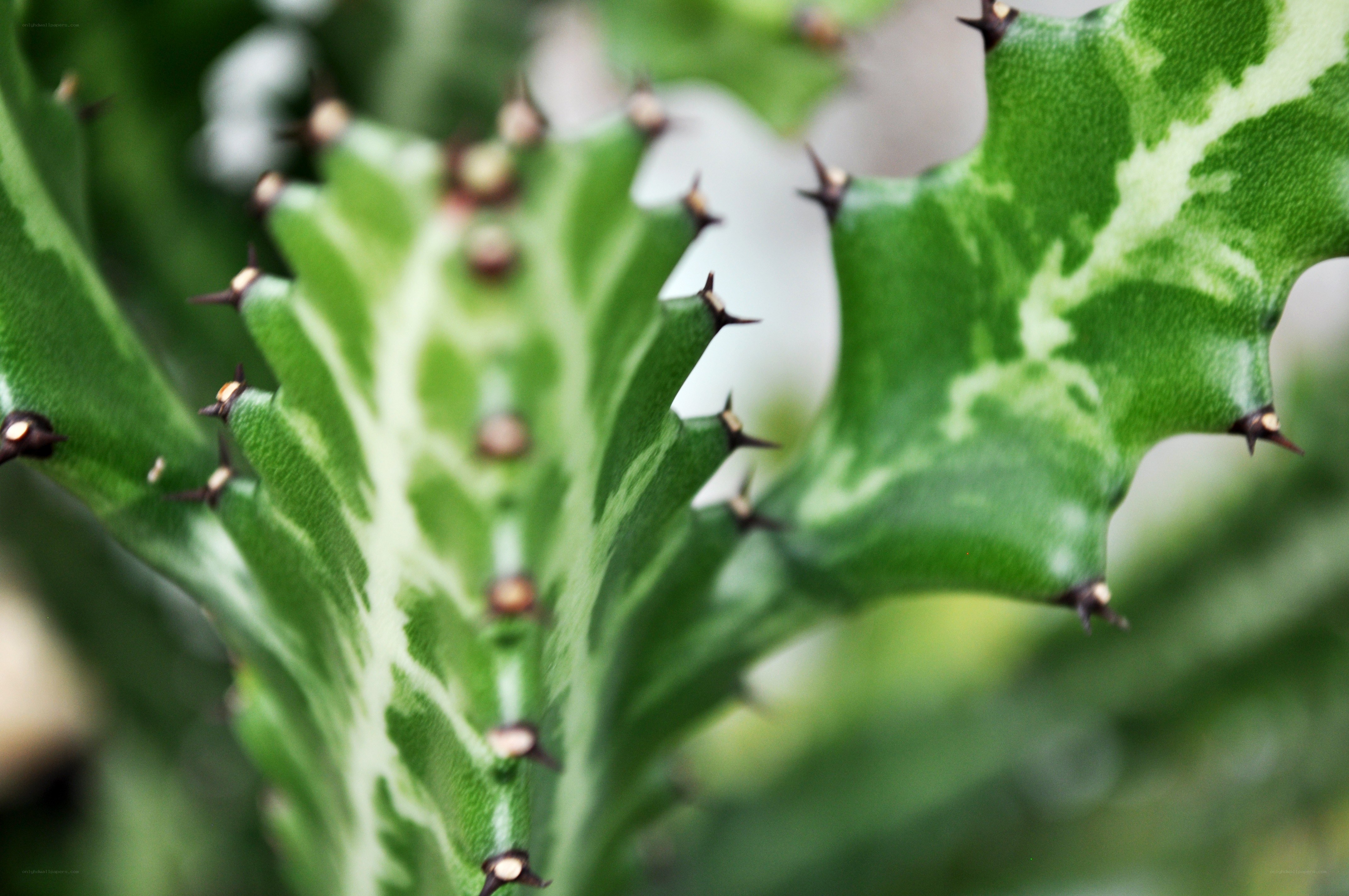 spiky green succulent plant