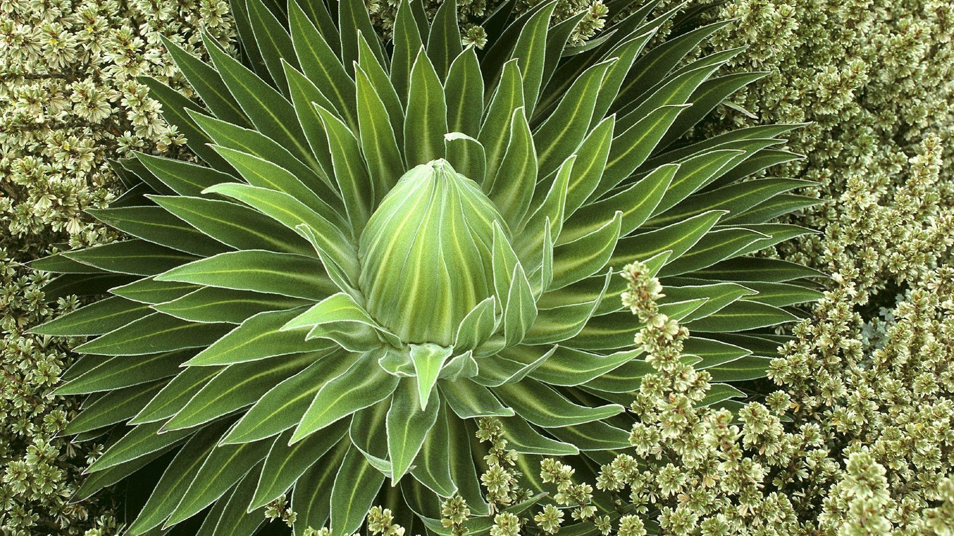 spiky green succulent plant