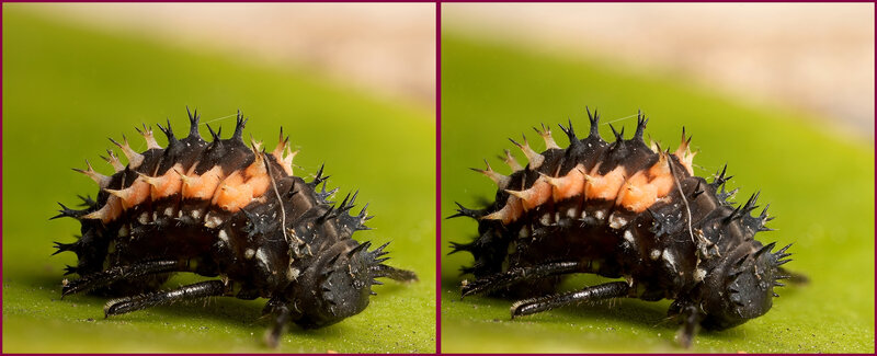 spiky ladybug larva