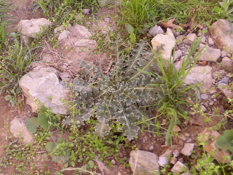 Spiky Leaf Plant