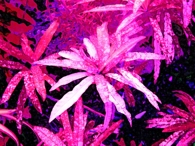 Spiky Leaves in Pink