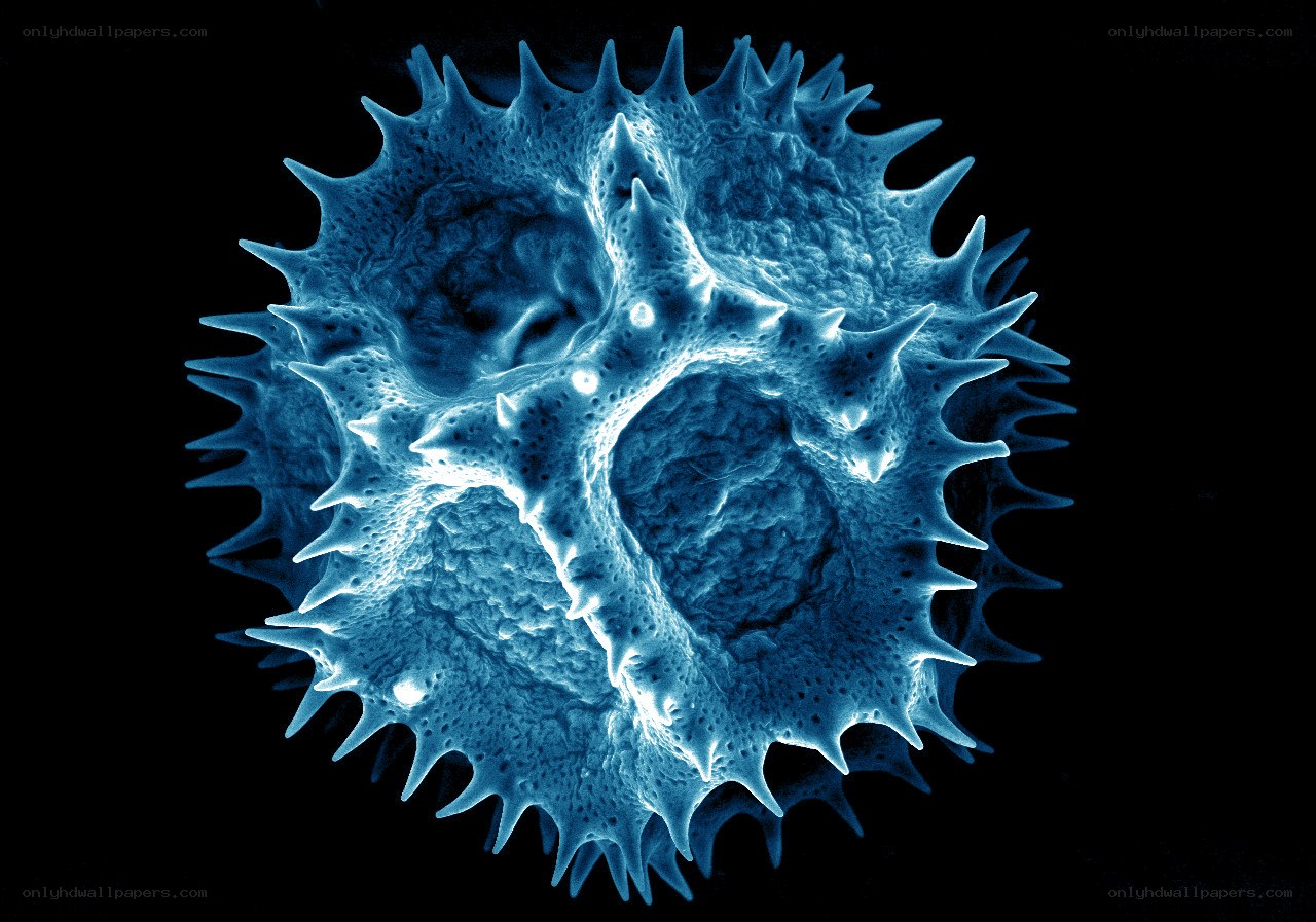 spiky microorganism under microscope