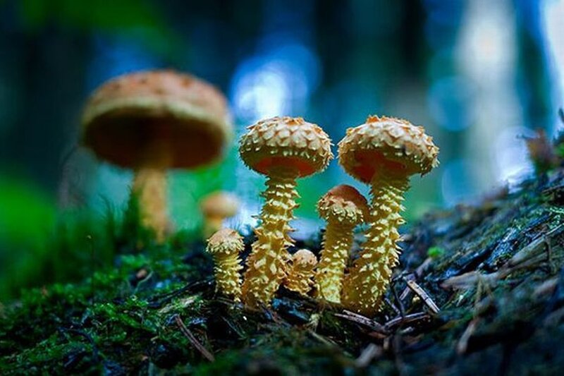 Spiky Mushrooms in Forest — Green