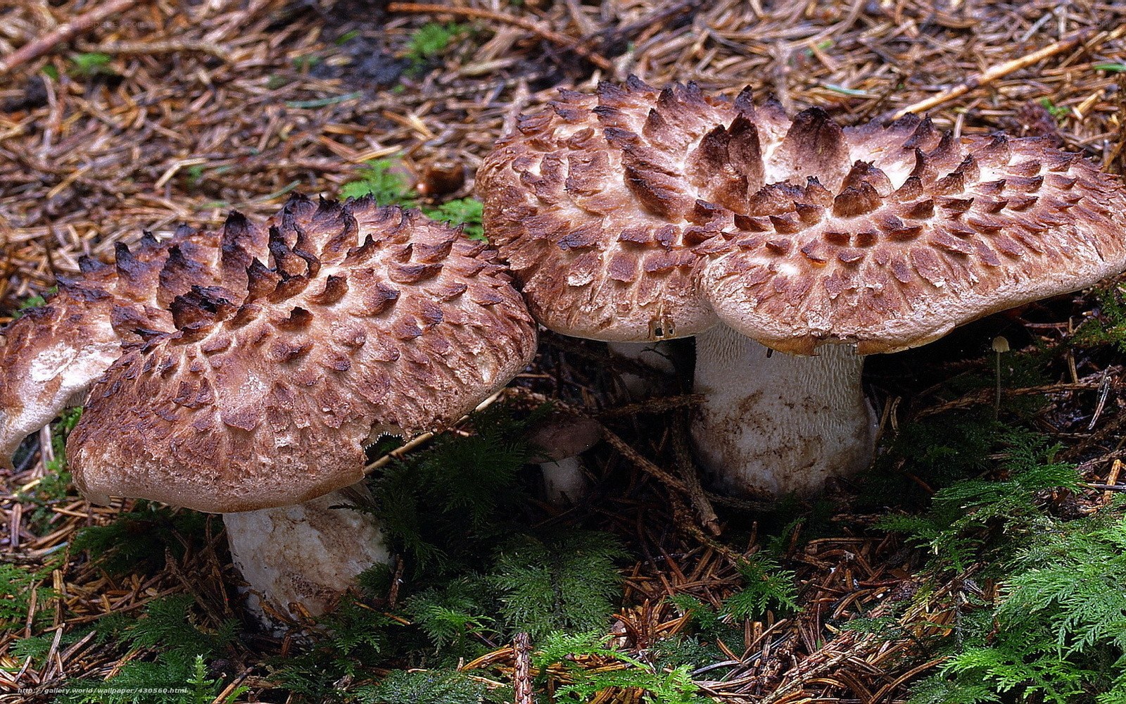 spiky mushrooms in forest