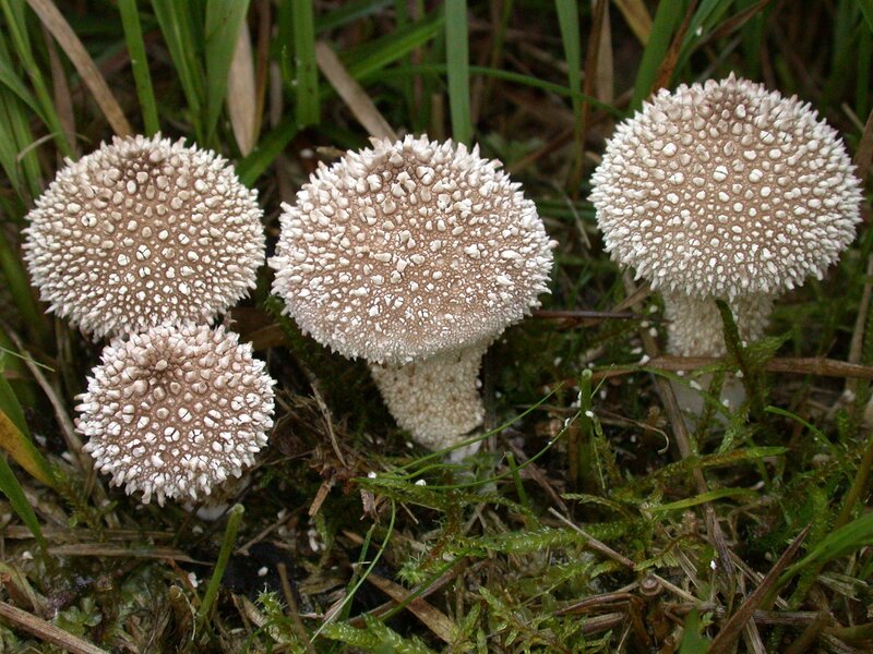 spiky mushrooms in grass