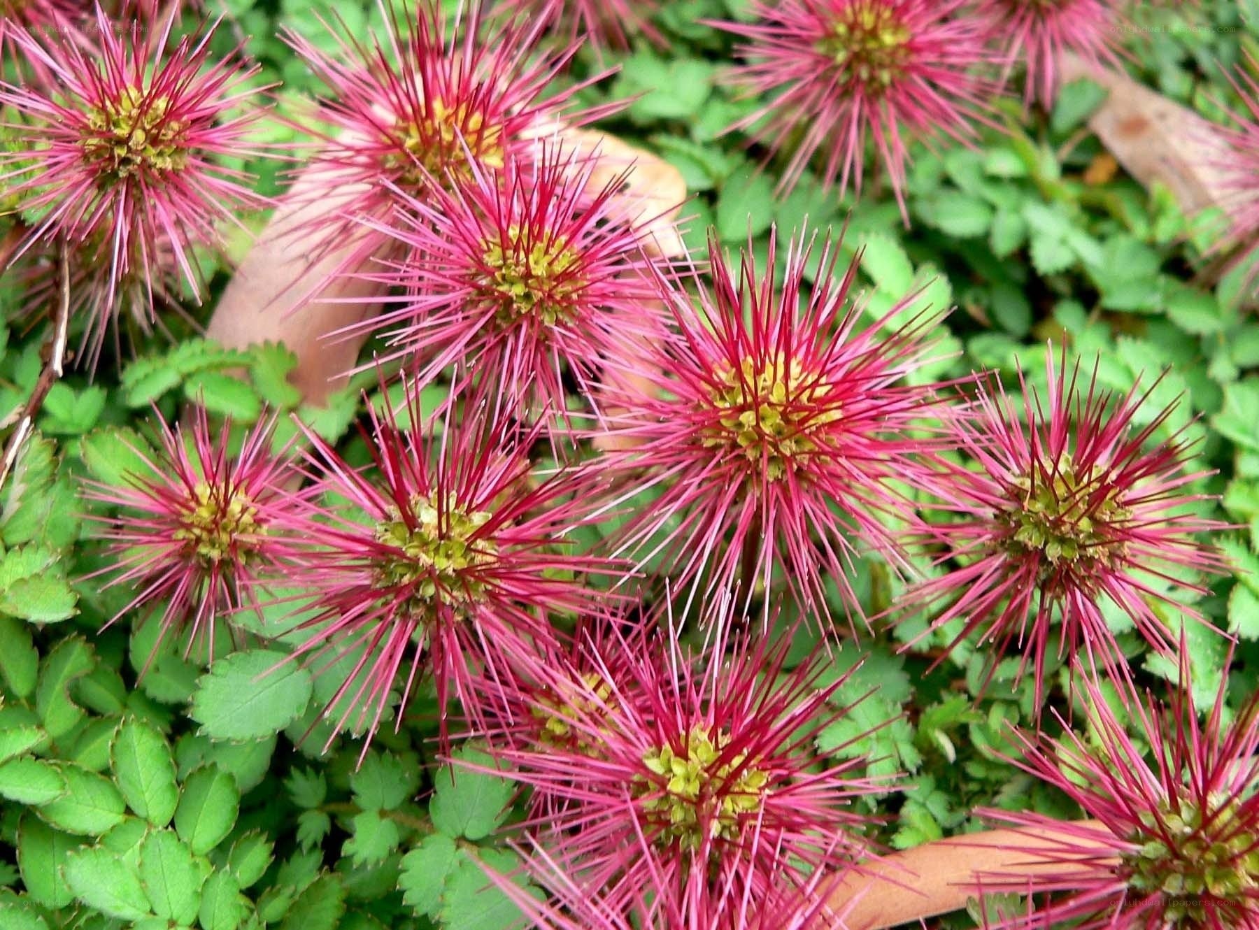 spiky pink flowers in garden