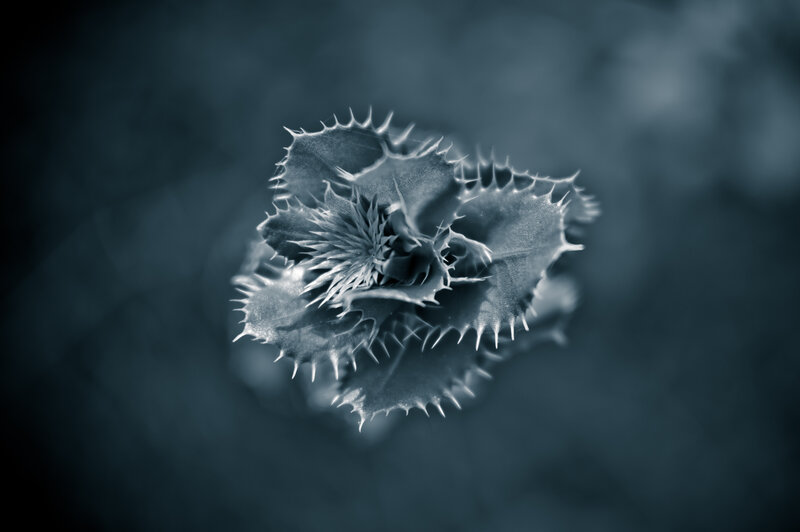 Spiky Plant in Close-up