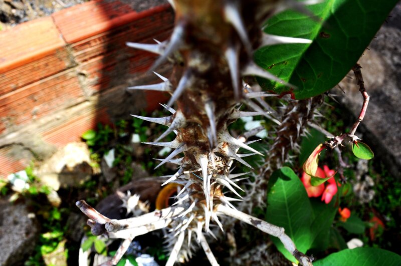 Spiky plant stem close-up