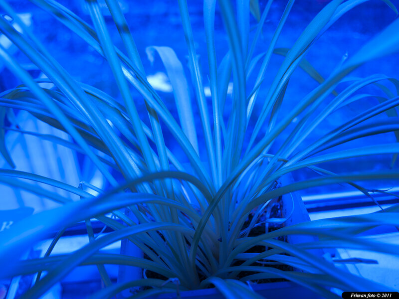 Spiky Plant under Blue Light
