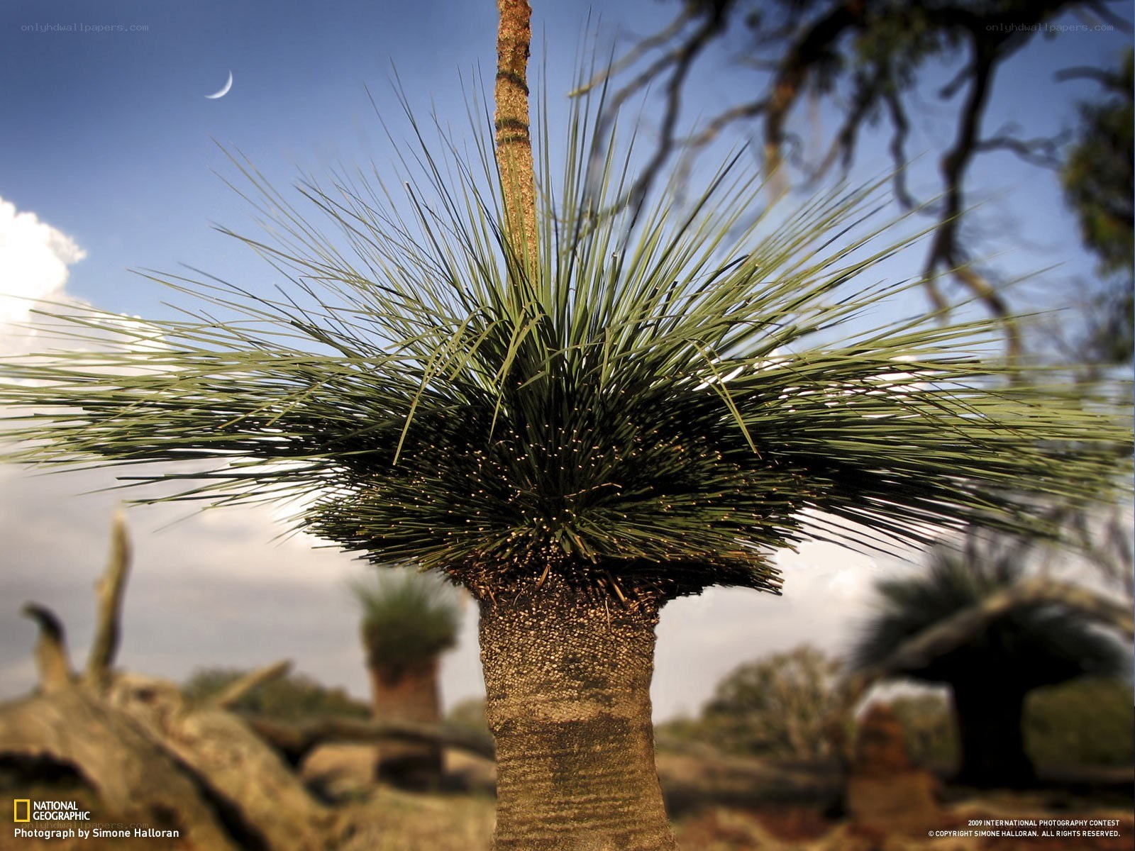 Spiky plant under crescent moon