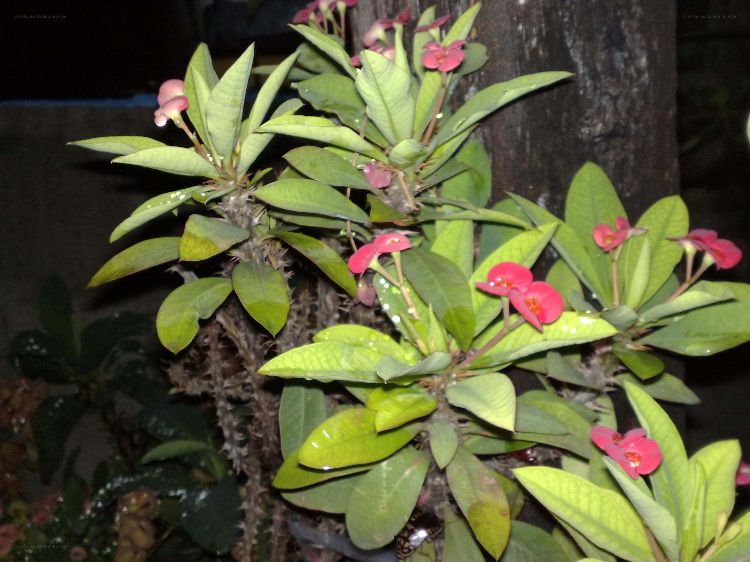Spiky plant with pink flowers