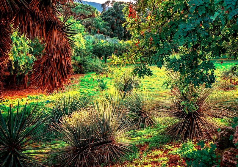 Spiky Plants in Garden