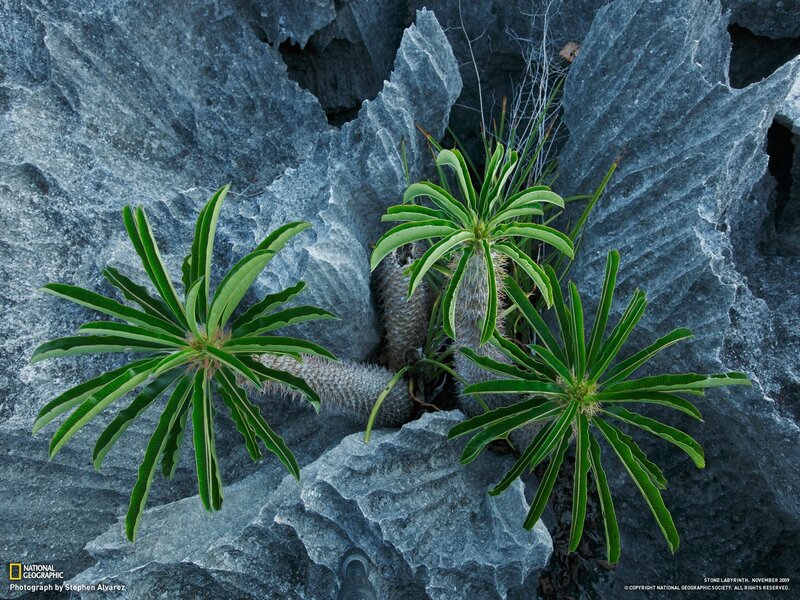 Spiky Plants in Rock