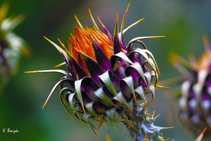 Spiky purple and orange flower