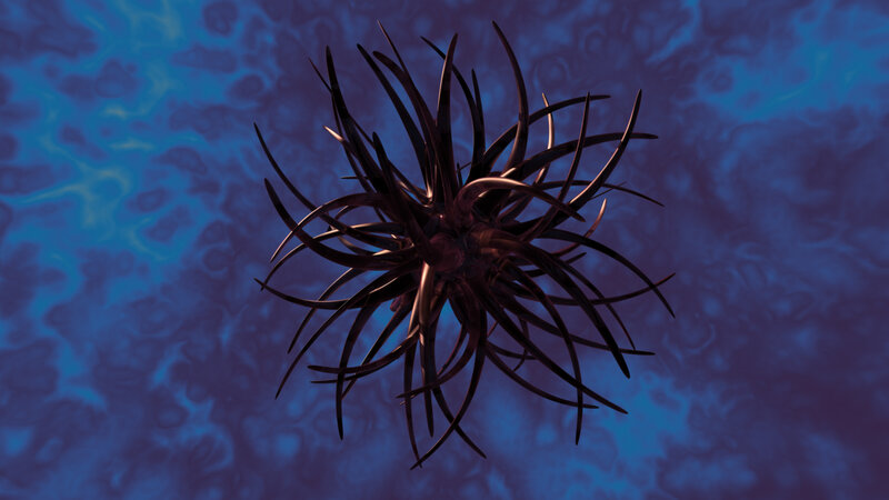 spiky sea creature