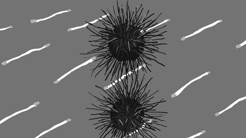 Spiky Sea Creatures