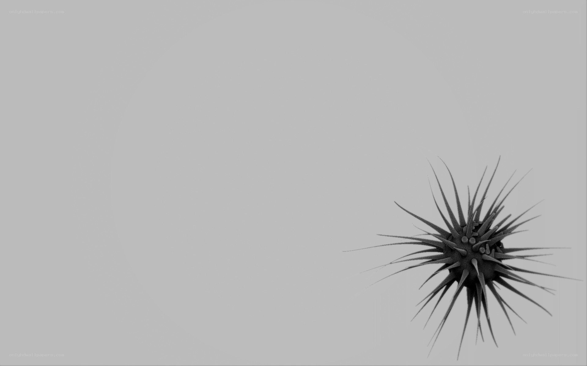 spiky sea urchin