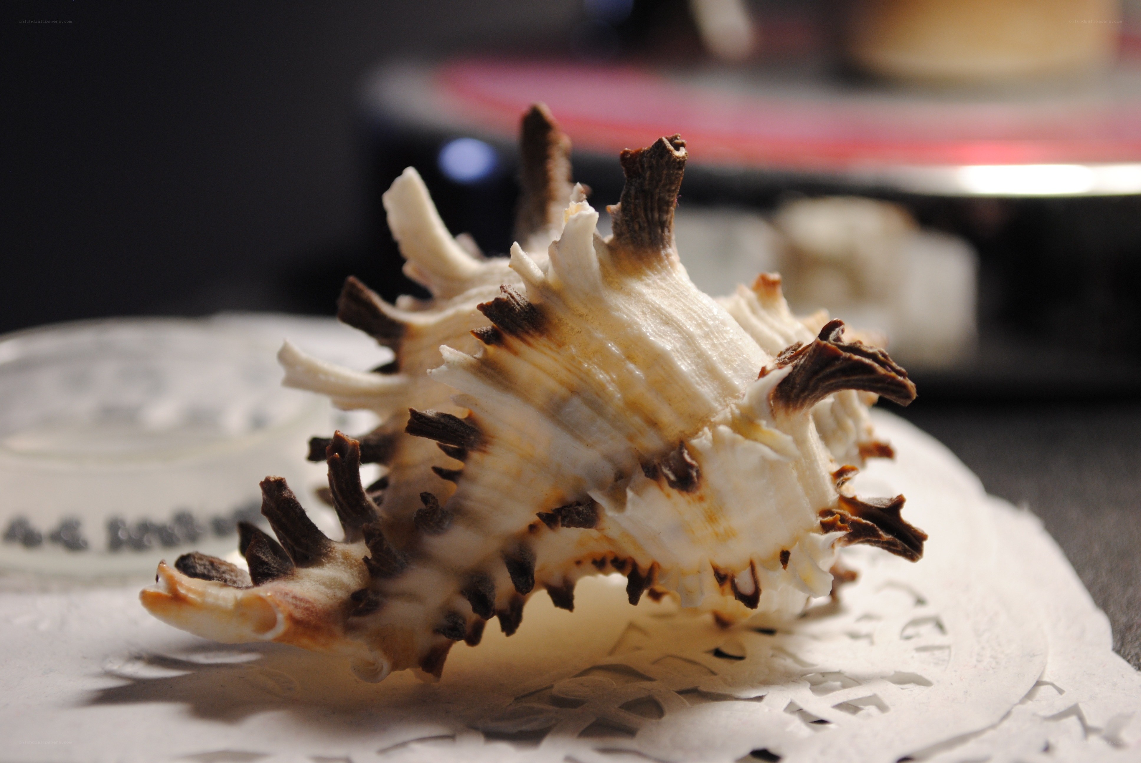 spiky seashell on doily