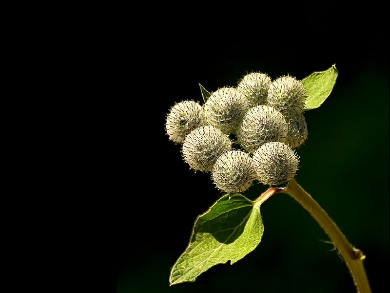 Spiky Seed Heads on Stem