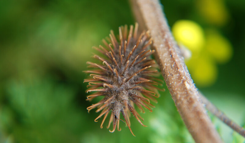 Spiky Seed Pod — Brown