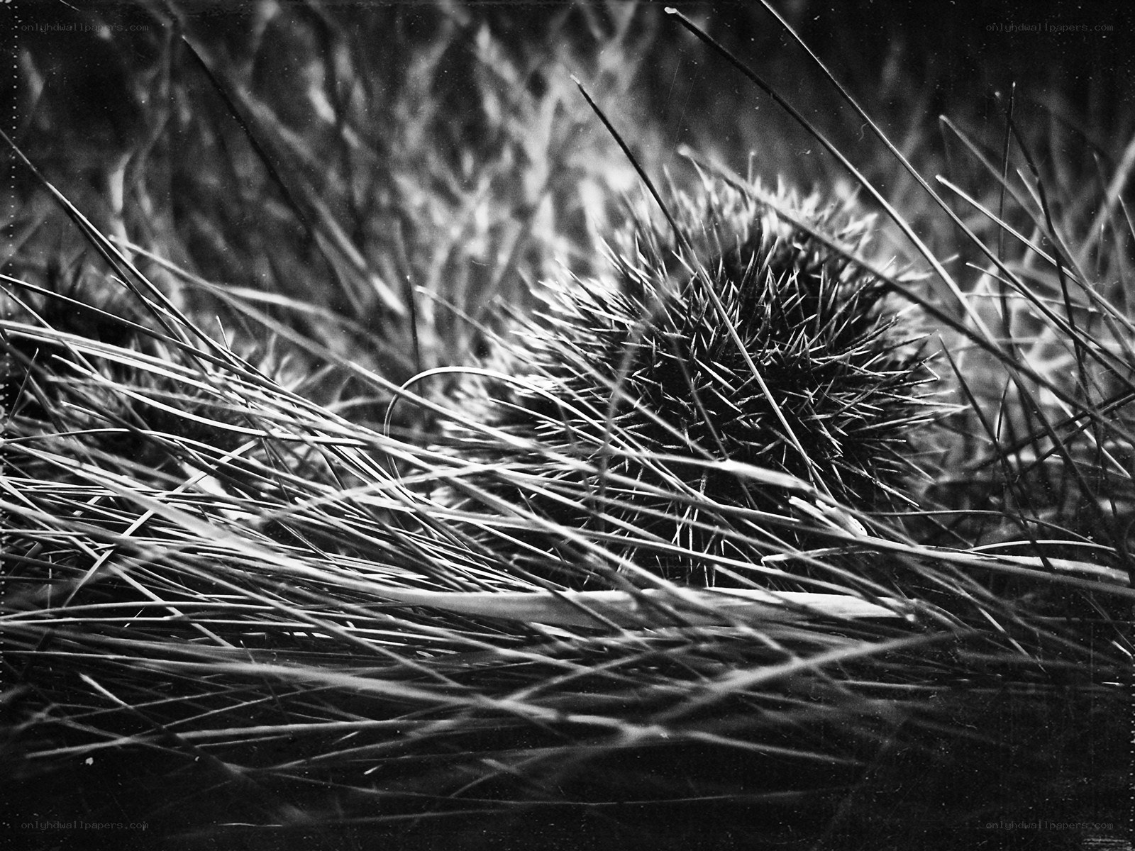 Spiky seed pod in grass