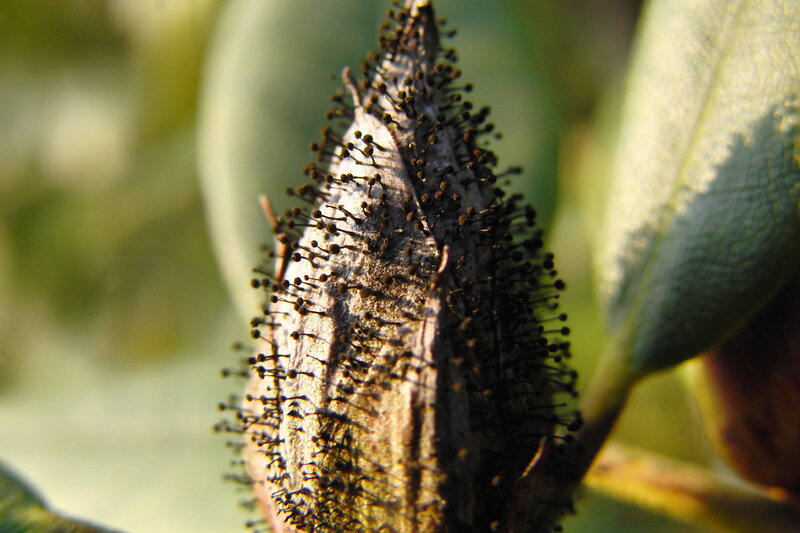 Spiky Seed Pod