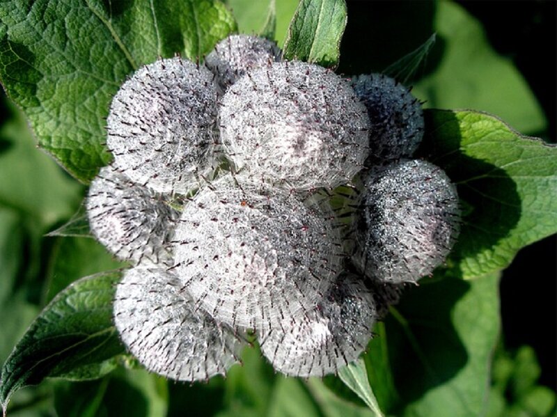 Spiky Seed Pods