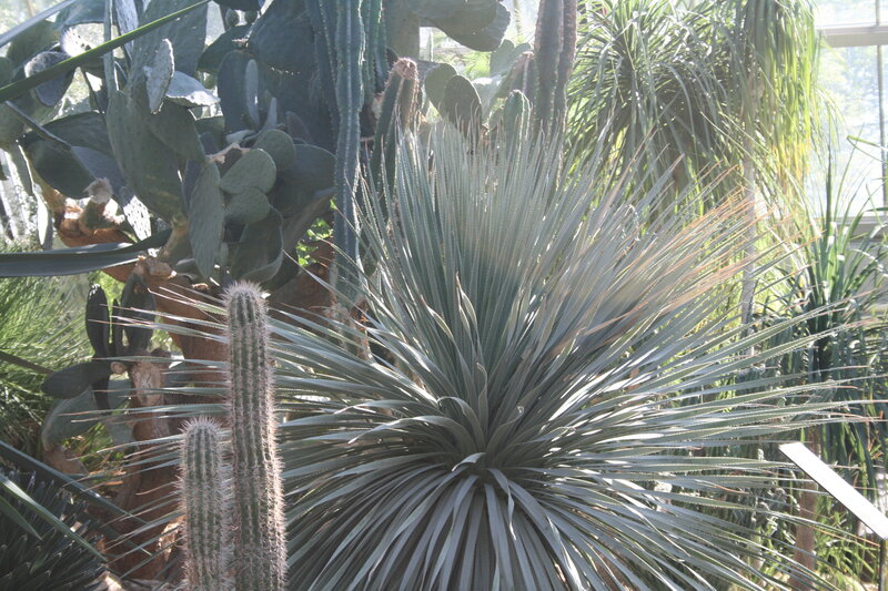Spiky Succulent Plant — Green, Calm