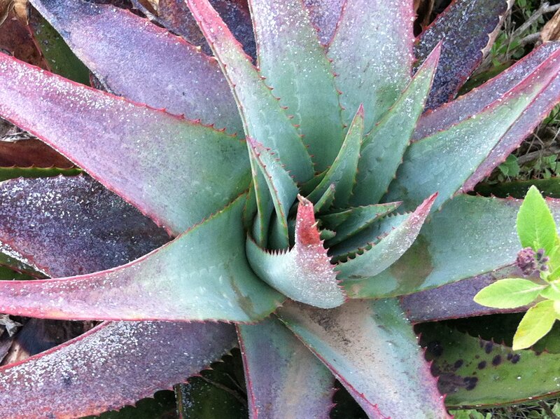 Spiky Succulent Plant — Green
