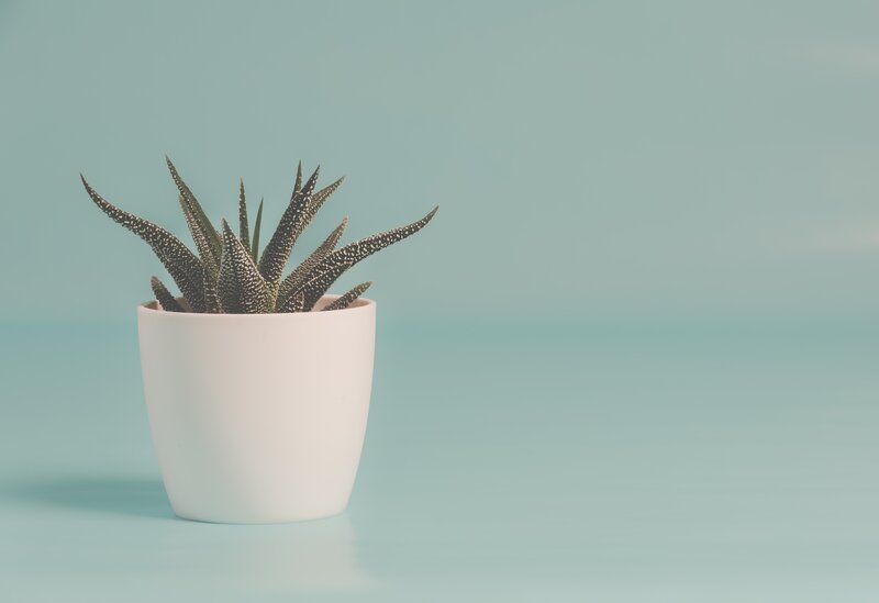 Spiky Succulent Plant — Light Blue
