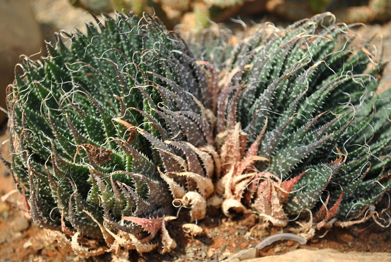 spiky succulent plant